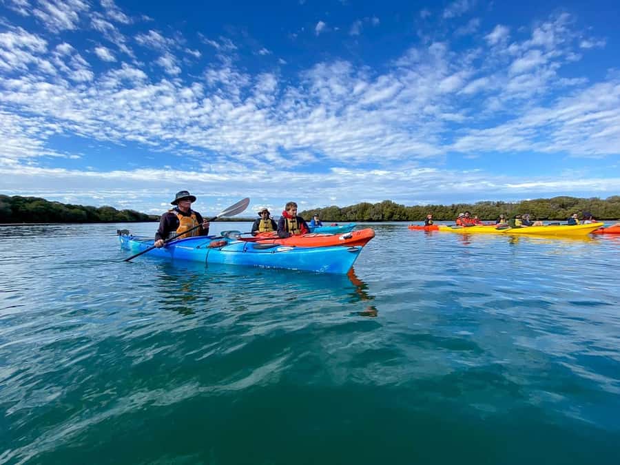 Adelaide: Dolphin Sanctuary Mangroves Kayak Tour - Key Points to Know Before You Book