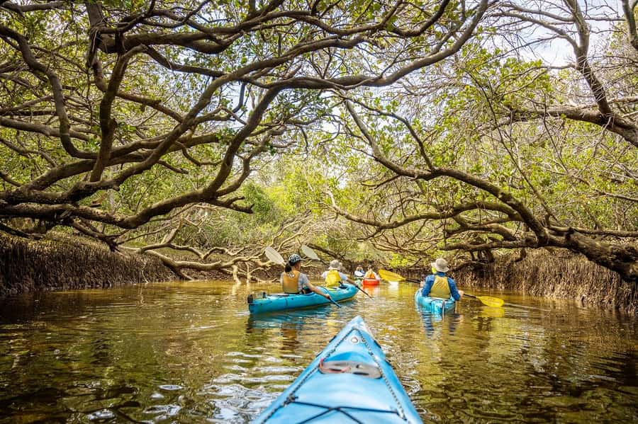 Adelaide: Dolphin Sanctuary Mangroves Kayak Tour - Starting on Garden Island