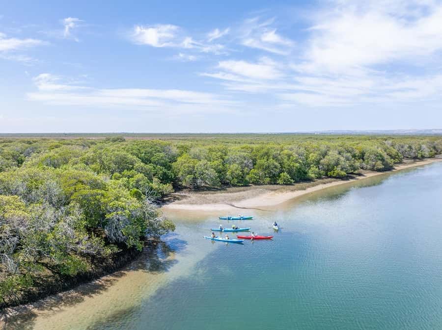 Adelaide: Dolphin Sanctuary Mangroves Kayak Tour - Into the Mangrove Creeks