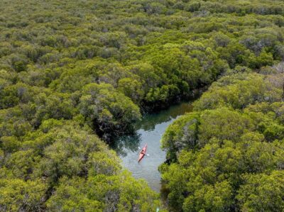 Adelaide: Dolphin Sanctuary Mangroves Kayak Tour