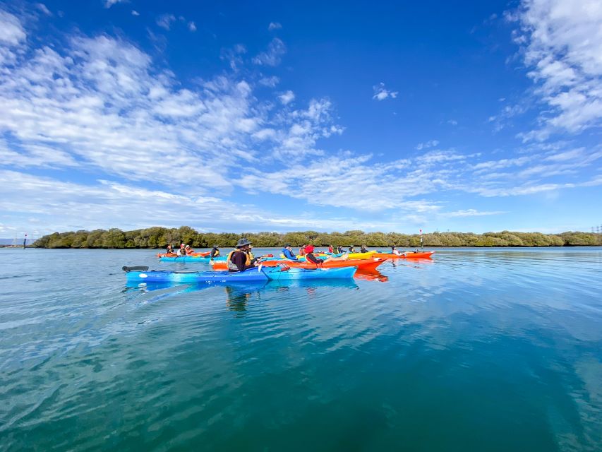 Adelaide: Dolphin Sanctuary Mangroves Kayak Tour - Searching for Port River Dolphins