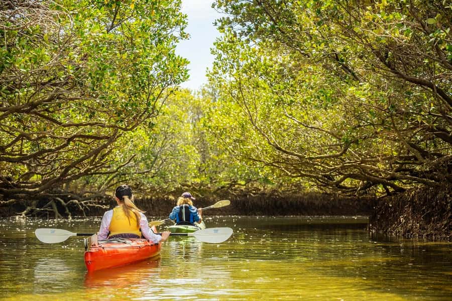 Adelaide: Dolphin Sanctuary Mangroves Kayak Tour - Guides Who Make the Difference