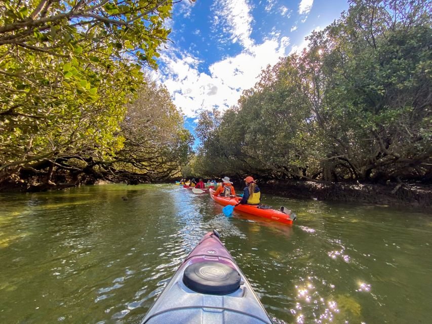 Adelaide: Dolphin Sanctuary Mangroves Kayak Tour - What the Price Gives You