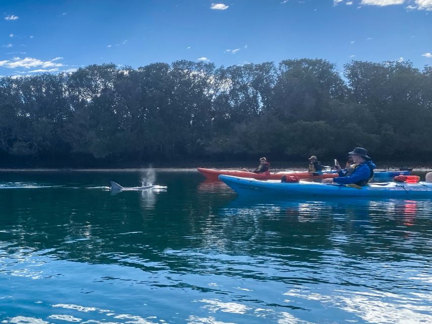 Adelaide: Dolphin Sanctuary Mangroves Kayak Tour - Weather, Clothing, and Comfort