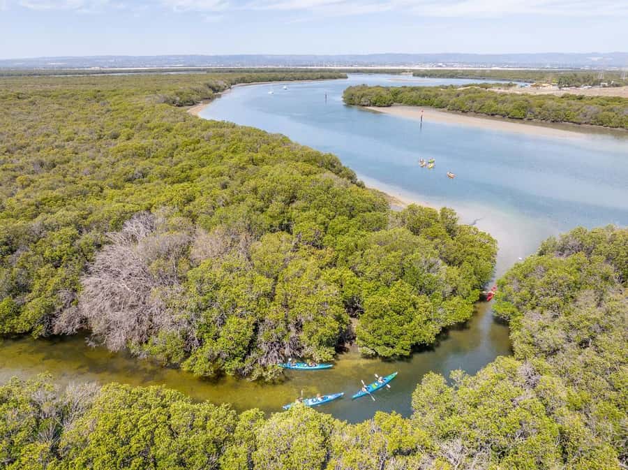 Adelaide: Dolphin Sanctuary Single or Double Kayak Rental - Paddling the mangrove creeks