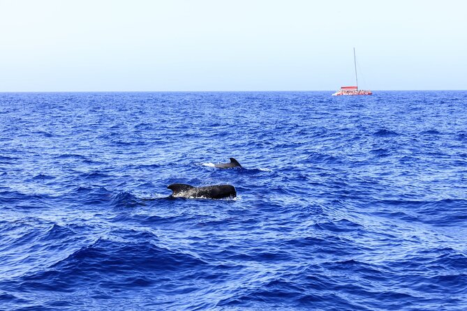 Adults Only Tenerife Freebird Whale Dolphin Catamaran with Lunch - A quieter catamaran with room to spread out
