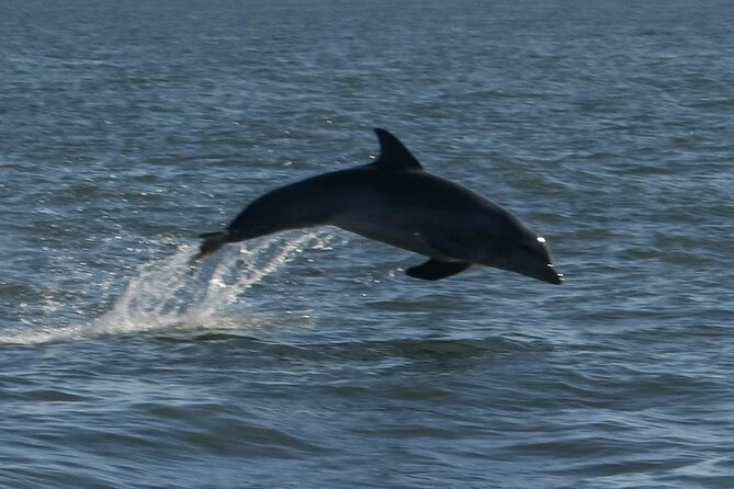 Adventure Boat Tours Dolphin Tails & History Cruise St Augustine - Key points to know before you go