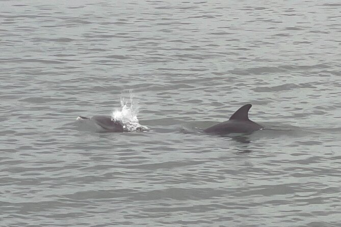 Adventure Boat Tours Dolphin Tails & History Cruise St Augustine - Leaving from 260 Vilano Road