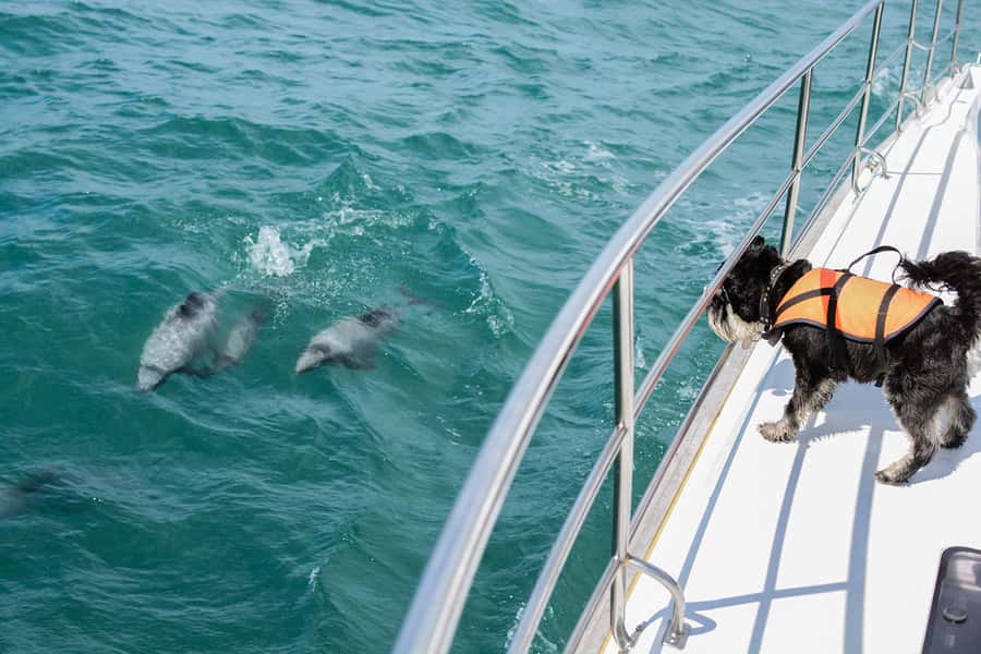 Akaroa: Dolphin Nature Cruise - Key points before you book