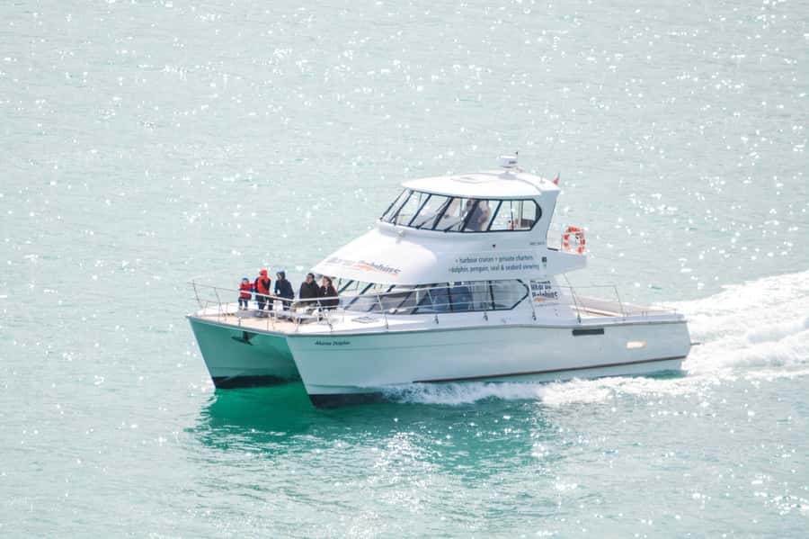 Akaroa: Dolphin Nature Cruise - Why Akaroa Harbour is such a good place for dolphin watching