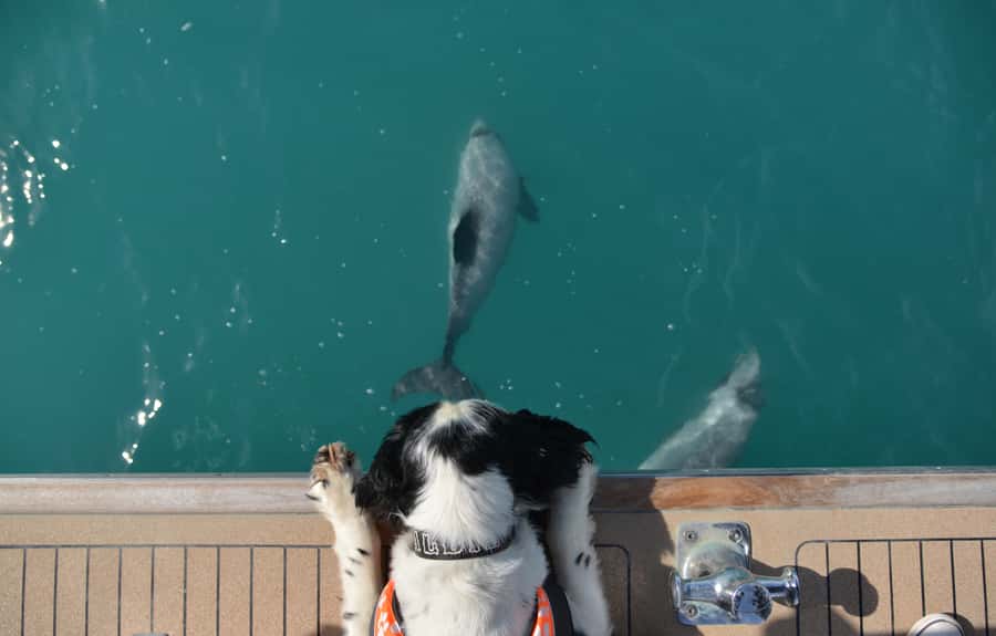 Akaroa: Dolphin Nature Cruise - Seals, penguins, and seabirds add variety