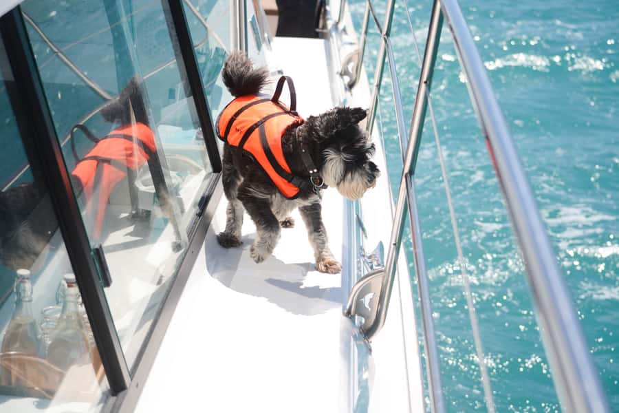 Akaroa: Dolphin Nature Cruise - Food and drink are small extras that matter