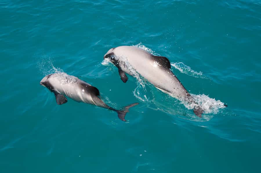 Akaroa: Dolphin Nature Cruise - What happens during the two-hour cruise
