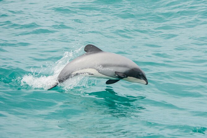 Akaroa Dolphins ~ Harbour Nature Cruise - Key points to know before you book