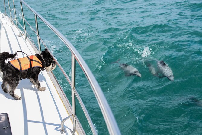 Akaroa Dolphins ~ Harbour Nature Cruise - Setting out from Akaroa’s waterfront