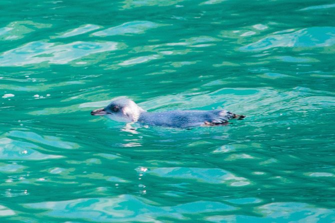 Akaroa Dolphins ~ Harbour Nature Cruise - What the wildlife experience is really worth