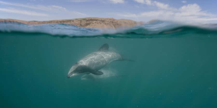 Akaroa Harbour 2-Hour Dolphin Nature Cruise - Key points to know before you book