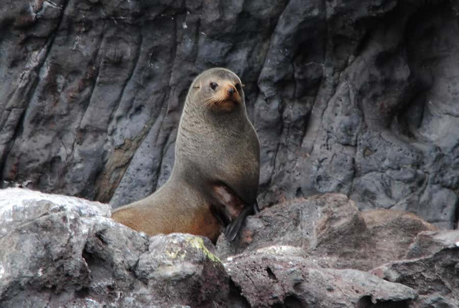 Akaroa Harbour 2-Hour Dolphin Nature Cruise - Searching for Hector’s dolphins
