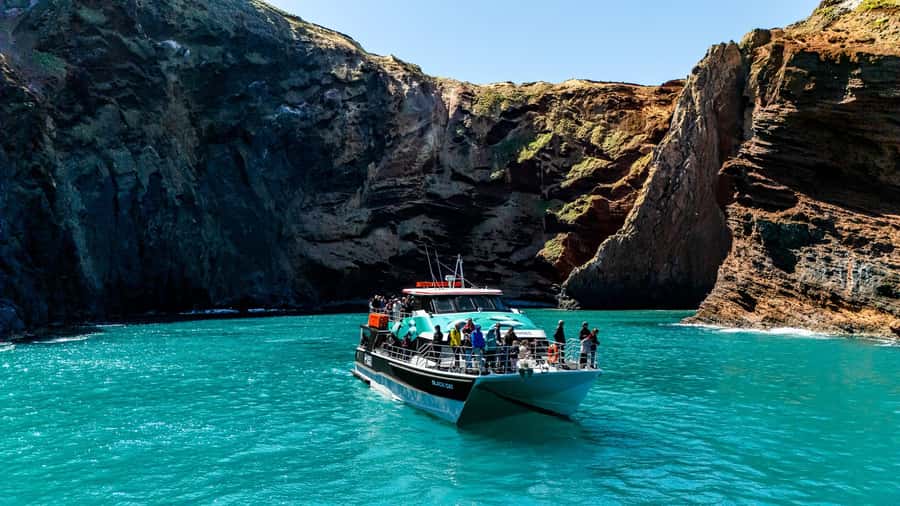 Akaroa Harbour 2-Hour Dolphin Nature Cruise - Starting at Akaroa’s Main Wharf