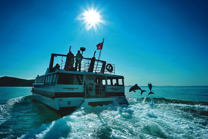 Akaroa Swim with Dolphins Tour from Christchurch - The dolphins decide how much swimming you get