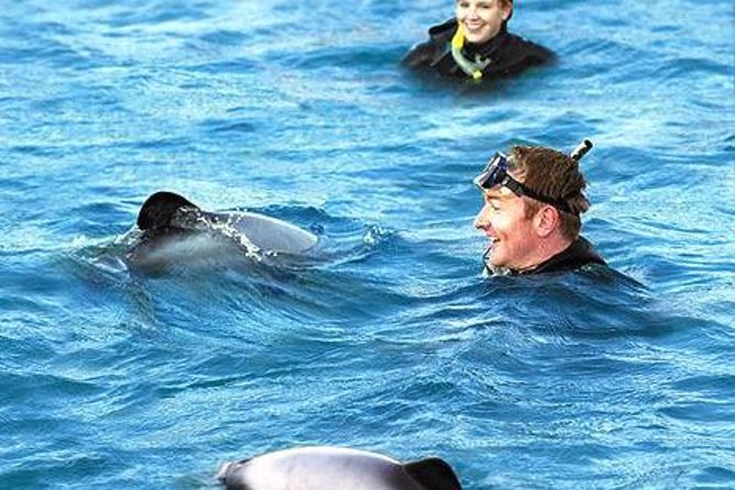 Akaroa Swim with Dolphins Tour from Christchurch - What happens aboard the Akaroa Harbour cruise