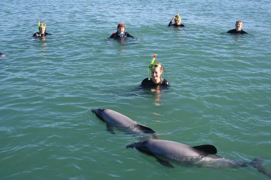 Akaroa: Swimming with Wild Dolphins Experience - Key points before you book