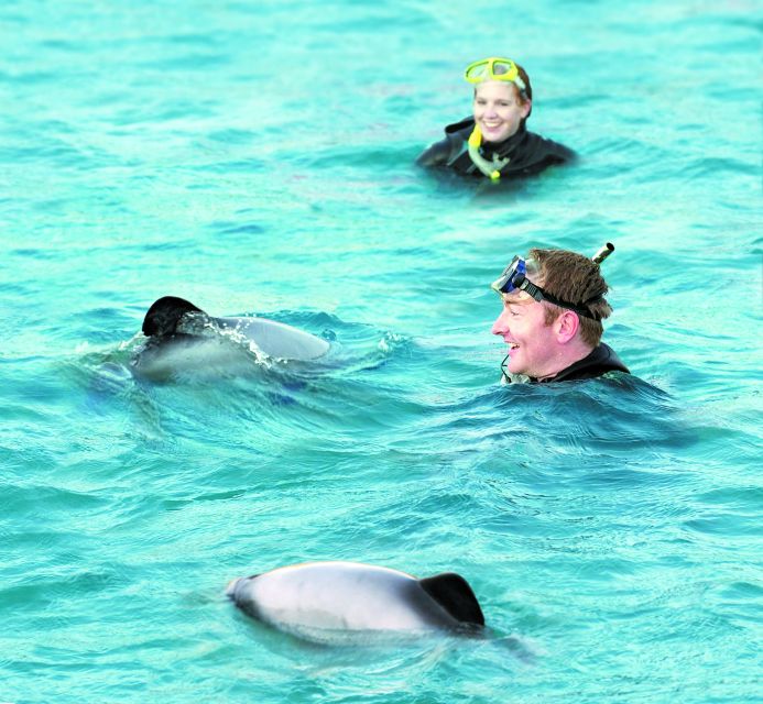 Akaroa: Swimming with Wild Dolphins Experience - How to decide if it is right for you