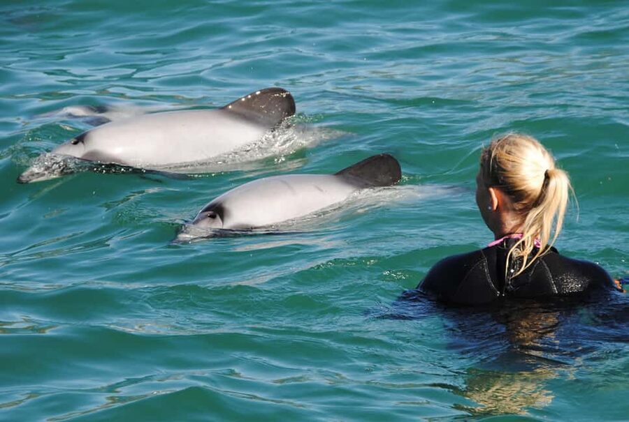 Akaroa: Swimming with Wild Dolphins Experience - Meeting the dolphins in Akaroa Harbour