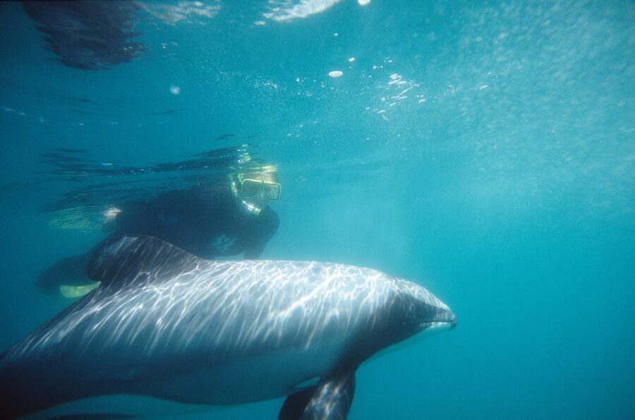 Akaroa: Swimming with Wild Dolphins Experience - What the dolphin encounter feels like