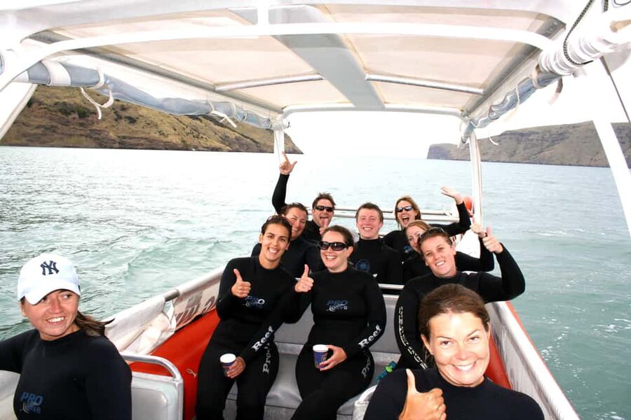Akaroa: Swimming with Wild Dolphins Experience - Why the small group matters
