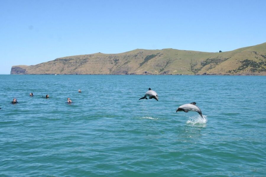 Akaroa: Swimming with Wild Dolphins Experience - Price and practical value at $123