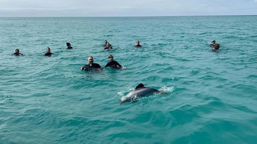 Akaroa: Swimming with Wild Dolphins Experience - Who should book this experience?