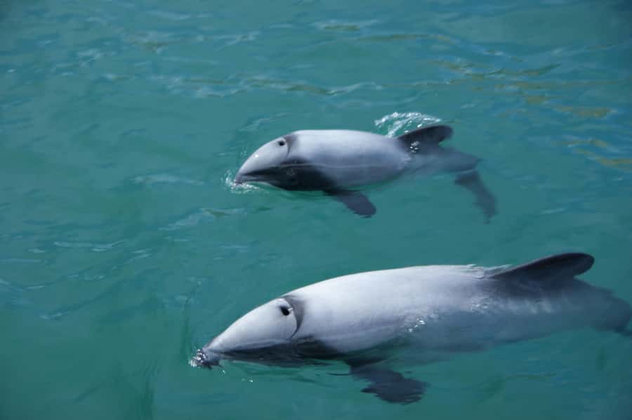 Akaroa: Wildlife Cruise with Dolphins and Penguins - Why the Fox II makes this cruise different