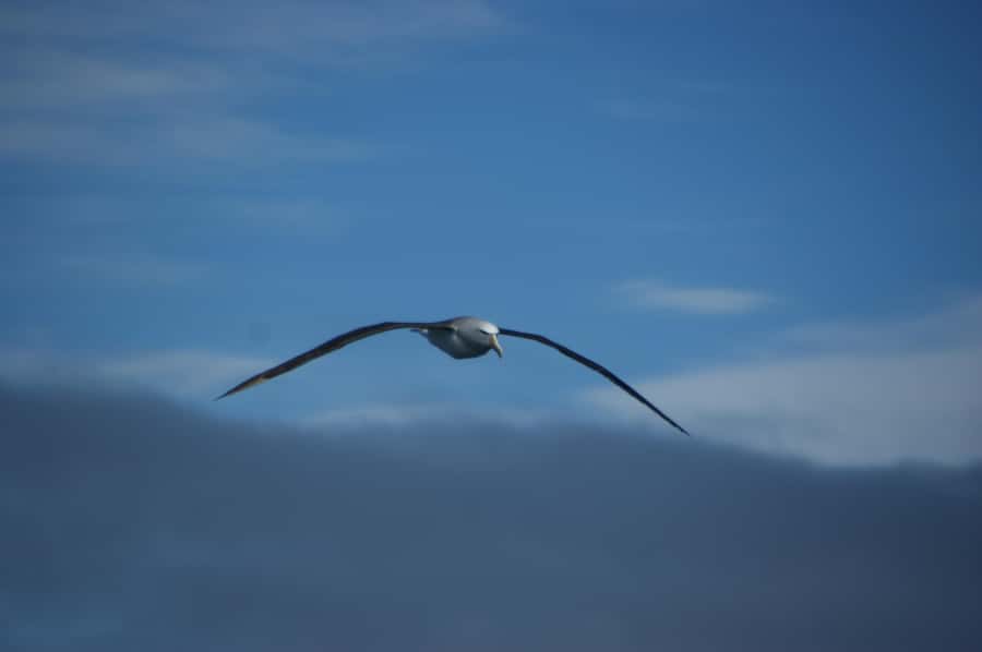 Akaroa: Wildlife Cruise with Dolphins and Penguins - The first stretch through Akaroa Harbour