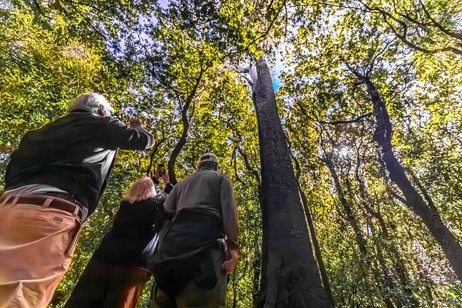 Akaroa with optional dolphin cruise (Small Group Tour) - Kaituna Valley and a short bush walk