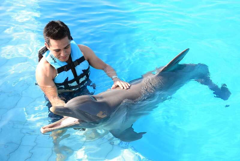 Akumal: Dolphin Encounter - The 40-minute water session