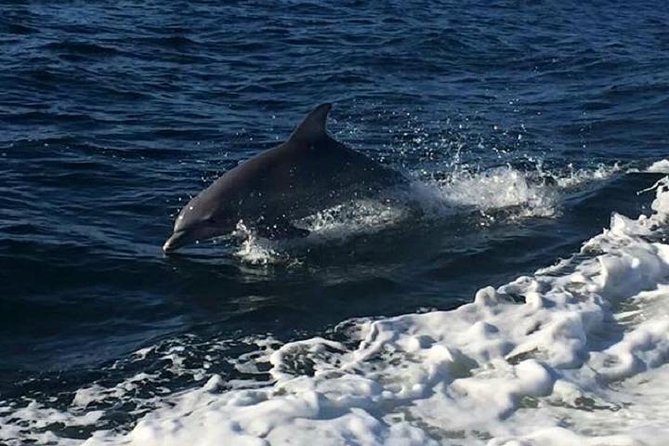 Alabama Gulf Coast Dolphin Cruise - Leaving From Tiki & Raw Bar in Orange Beach