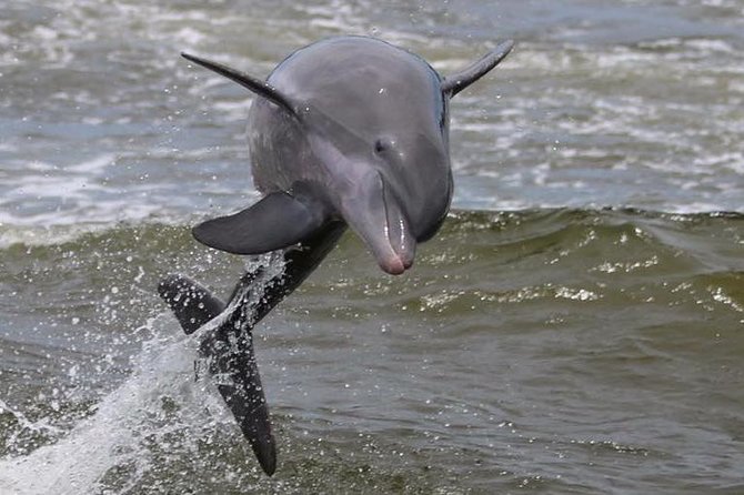 Alabama Gulf Coast Dolphin Cruise - Why Sunset Cruises Appeal to Couples and Families