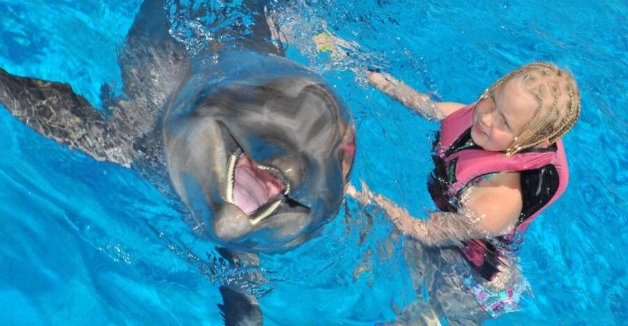 Alanya: Dolphin and Seal Show Ticket with Hotel Transfers - Dolphins, seals, and a simple afternoon outing