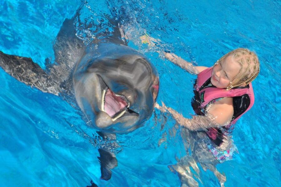 Alanya: Dolphin and Seal Show Ticket with Hotel Transfers - What is included and what is not