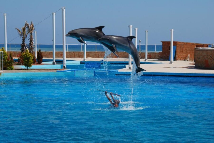 Alanya: Dolphin and Seal Show Ticket with Hotel Transfers - Who should book this Alanya show?