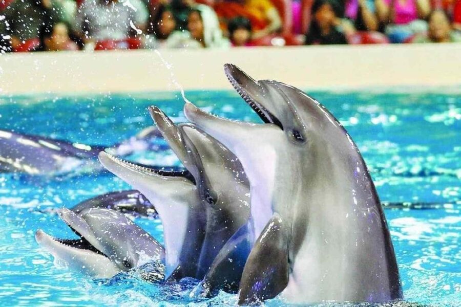Alanya: Dolphin and Seal Show Ticket with Hotel Transfers - What happens when the show begins