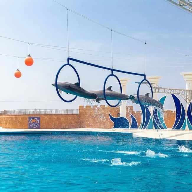 Alanya: Sealanya Dolphinpark Dolphin Show Tour - The show begins with sea lions
