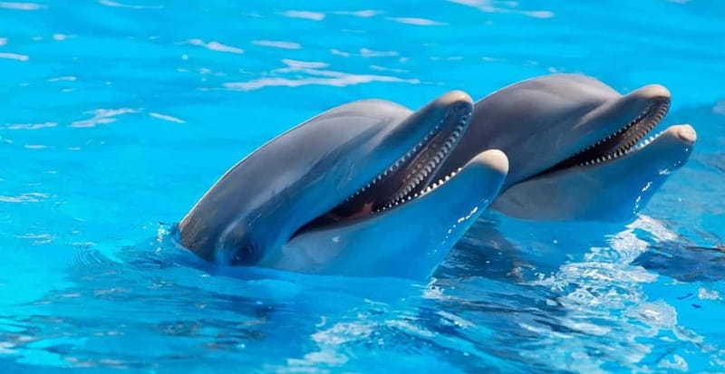 Alanya: Sealanya Dolphinpark Dolphin Show Tour - What the one-hour program feels like