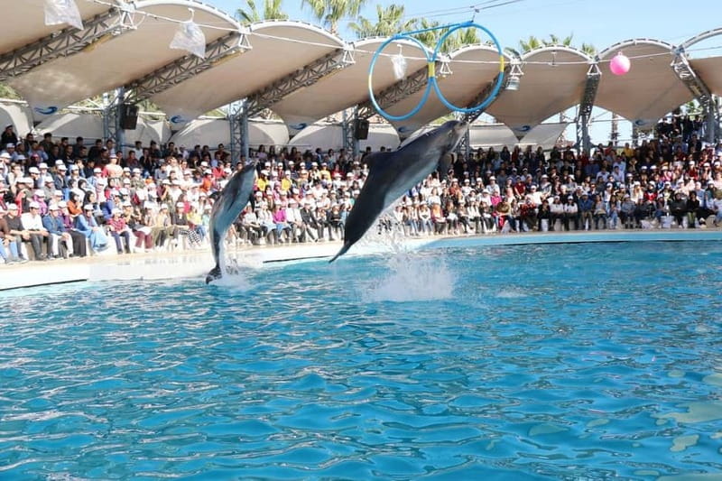Alanya: Sealanya Dolphinpark Dolphin Show Tour - Dolphin swimming is a separate decision