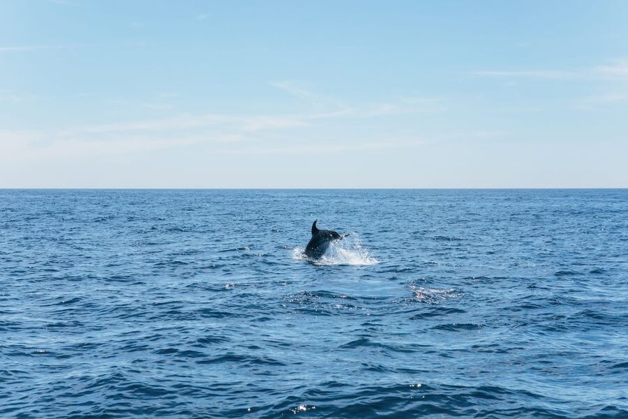 Albufeira: 2.5-Hour Benagil Caves & Dolphin Watching - The short visit to Benagil Sea Cave