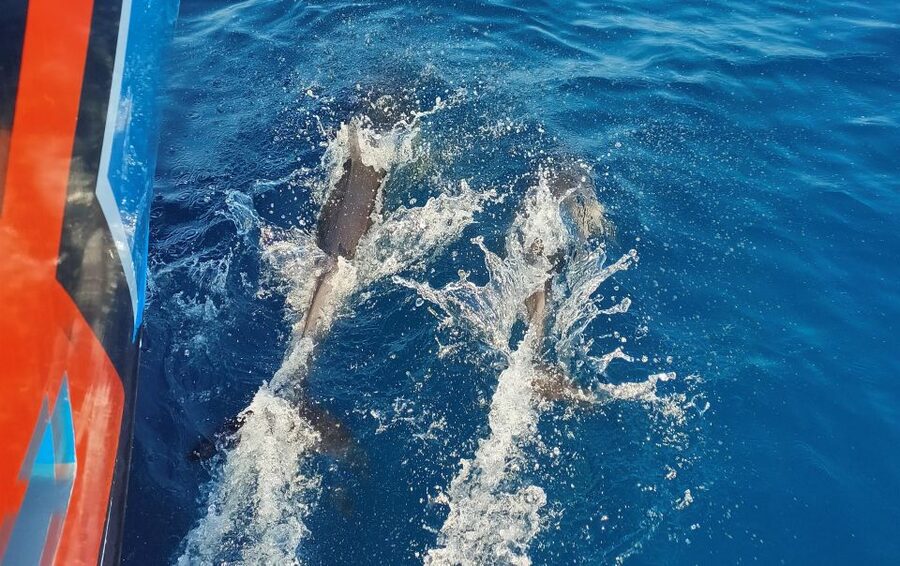 Albufeira: 2.5-Hour Dolphin Watching and Caves Trip - São Rafael and Praia da Coelha