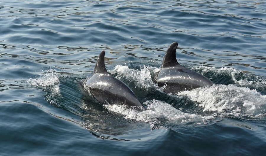 Albufeira: 2.5-Hour Dolphin Watching and Caves Trip - Galé, Salgados, and Armação de Pêra