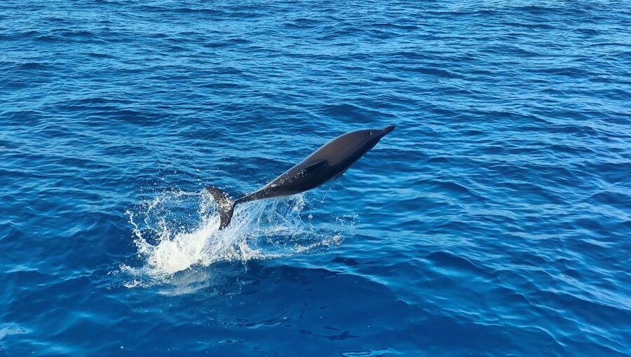 Albufeira: 2.5-Hour Dolphin Watching and Caves Trip - Chapel Nossa Senhora da Rocha and Albandeira Beach