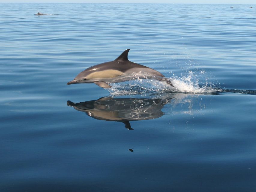 Albufeira: Benagil Cave and Dolphin Sightseeing Boat Cruise - Marinha Beach from the water
